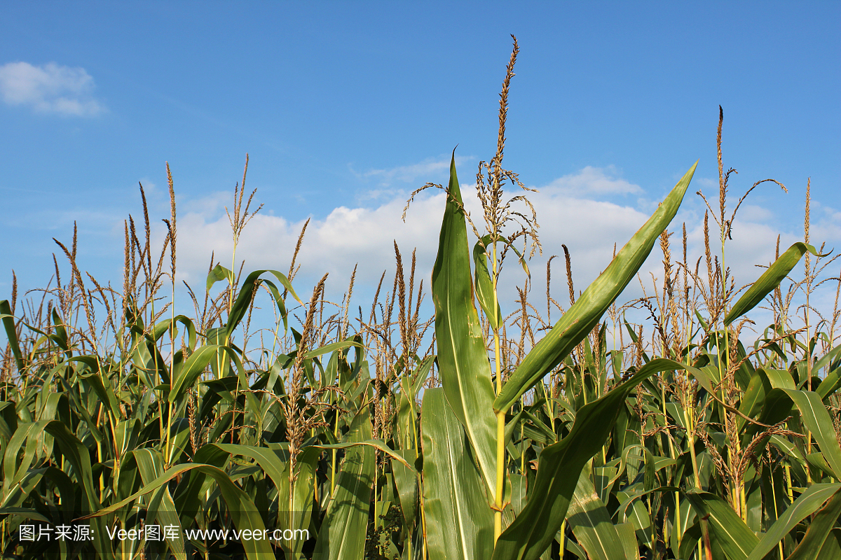 农业农场种植玉米棒子、玉米、甜玉米等作物,农田里一片蓝天